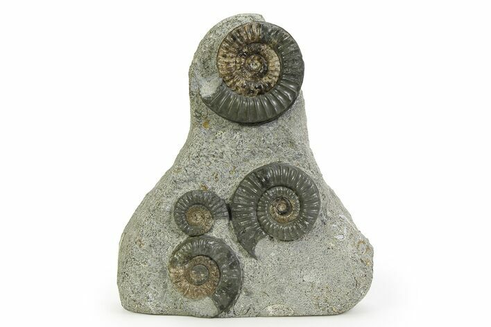 Fossil Ammonite (Arnioceras) Cluster - Holderness Coast, England #350949